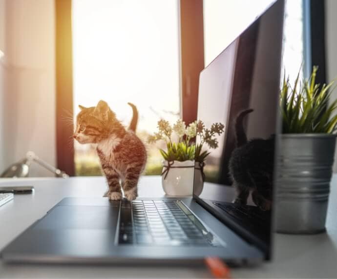 Cat by laptop on table